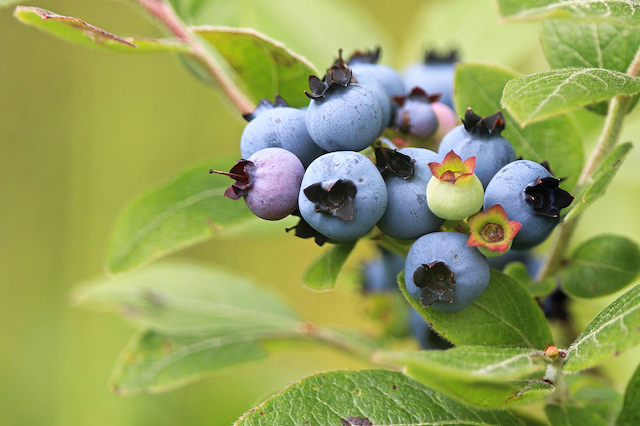 how-to-grow-blueberries-in-containers